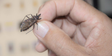 Ministério da Saúde investe R$ 12 milhões no combate à doença de Chagas em 17 estados brasileiros