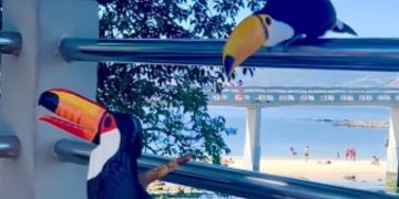 Tucano confunde escultura em Niterói e protagoniza cena curiosa na orla de Boa Viagem