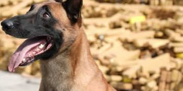 Cão Hulck leva polícia do Rio a maior apreensão de drogas da história