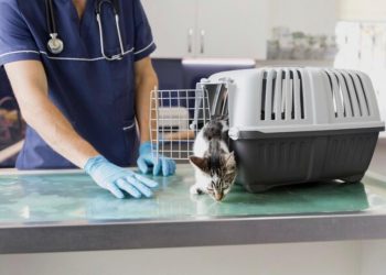 Projeto na Alerj torna obrigatória denúncia de maus-tratos por clínicas veterinárias no Rio