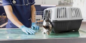 Projeto na Alerj torna obrigatória denúncia de maus-tratos por clínicas veterinárias no Rio