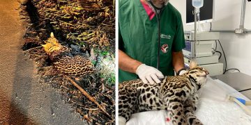 Jaguatirica atropelada na RJ-116 é resgatada e passa por reabilitação saudável