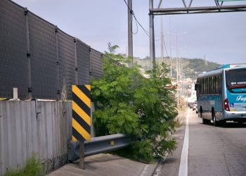 Acúmulo de lixo, mato alto e árvore prejudicam segurança na BR-101 e Avenida do Contorno