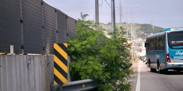 Acúmulo de lixo, mato alto e árvore prejudicam segurança na BR-101 e Avenida do Contorno