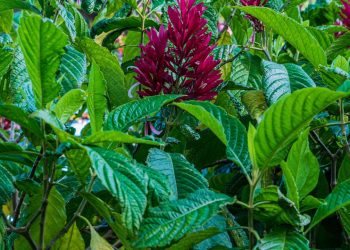 Justiça vermelha garante alimento contínuo para beija-flores em jardins bem cuidados