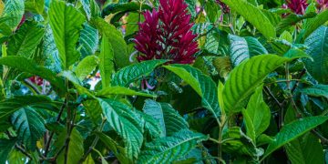 Justiça vermelha garante alimento contínuo para beija-flores em jardins bem cuidados