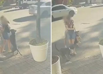 Cachorro de rua invade rua na Tijuca e ataca pet de pequena porte, moradores intervêm