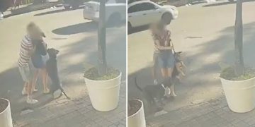 Cachorro de rua invade rua na Tijuca e ataca pet de pequena porte, moradores intervêm