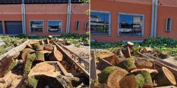 Terreno da antiga Rede Manchete em Irajá sofre cortes de árvores sem licença, preocupando moradores