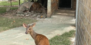 BioParque do Rio revela nome do novo veado-catingueiro: Joca