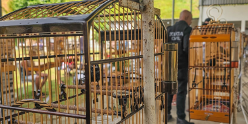 Polícia prende participantes de torneio ilegal de canto de aves silvestres em Nova Iguaçu