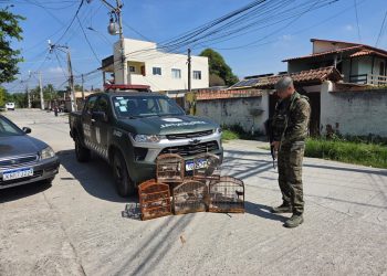 Polícia Ambiental apreende aves silvestres e gaiolas em denúncia na Serra da Tiririca
