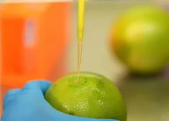 UFRJ e Embrapa desenvolvem biodetergente para aumentar durabilidade de alimentos sem agrotóxicos