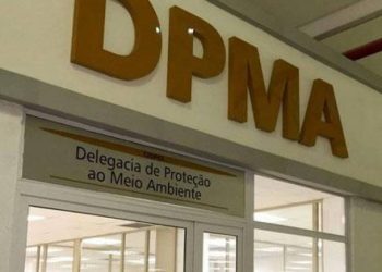 Polícia resgata aves de torneio clandestino e as reintroduz na natureza