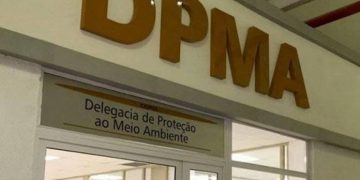 Polícia resgata aves de torneio clandestino e as reintroduz na natureza