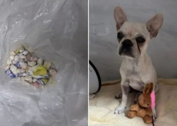 Filhote de cachorro ingere drogas e é atendido após denúncia de maus-tratos em Joinville