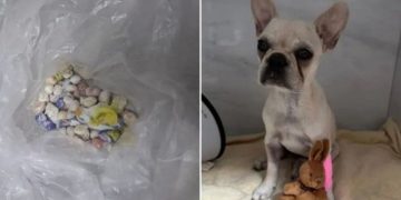 Filhote de cachorro ingere drogas e é atendido após denúncia de maus-tratos em Joinville