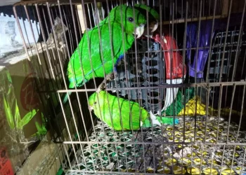 Operação policial combate tráfico de animais silvestres na Tijuca, no Rio