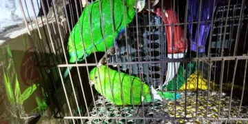 Operação policial combate tráfico de animais silvestres na Tijuca, no Rio