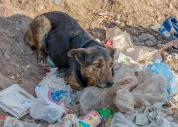 Cenas de abandono de animais no Brasil atingem 4,8 milhões, exigindo ações integradas