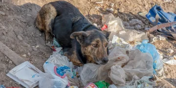 Cenas de abandono de animais no Brasil atingem 4,8 milhões, exigindo ações integradas
