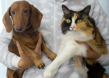 Campanha de adoção organiza evento de cães e gatos no West Shopping em Campo Grande