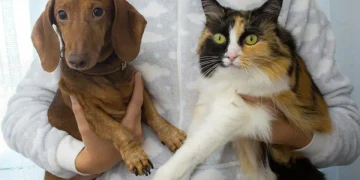 Campanha de adoção organiza evento de cães e gatos no West Shopping em Campo Grande