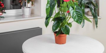 Plantas resistentes para quartos iluminados trazem beleza e melhoram o ar interno