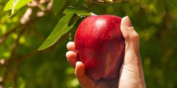 Cultivar maçã em casa: passo a passo para plantar sementes e cuidar da árvore