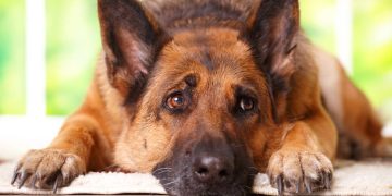 Niterói autoriza sepultamento de cães e gatos em jazigos familiares sob regras sanitárias