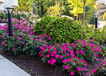 Flores ideais para entrada de casa: opções resistentes e de baixa manutenção