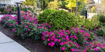 Flores ideais para entrada de casa: opções resistentes e de baixa manutenção