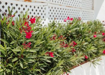 Planejamento e seleção de plantas garantem canteiro lateral organizado e funcional