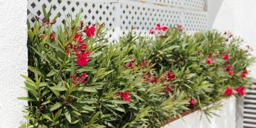 Planejamento e seleção de plantas garantem canteiro lateral organizado e funcional