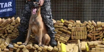 Cão Hulk recebe primeira Medalha Tiradentes do Rio por maior apreensão de drogas na história