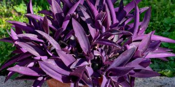 Trapoeraba-roxa: planta de cobertura que otimiza a umidade e reduz manutenção em jardins