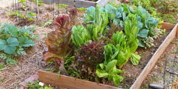 Hortaliças para o outono: plantio de alface, rúcula, espinafre e cenoura em março