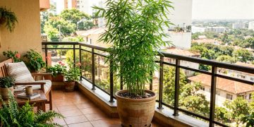 Bambu em vaso: guia de cultivo, cuidados e aplicações na decoração interna e externa
