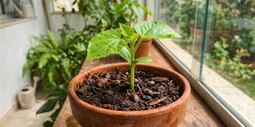 Reaproveitamento de sementes de frutas transforma restos em mudas e promove sustentabilidade