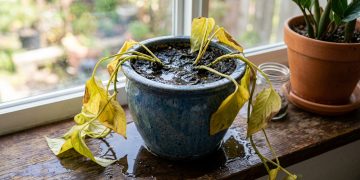 Erros invisíveis que comprometem a saúde e a sobrevivência das plantas domésticas