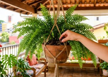 Uso de borra de café na samambaia: cuidados para evitar mau cheiro e potencializar o cultivo