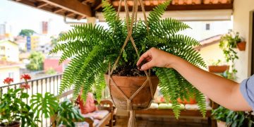 Uso de borra de café na samambaia: cuidados para evitar mau cheiro e potencializar o cultivo