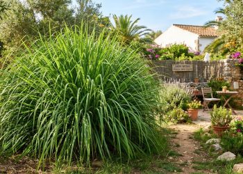 Citronela como barreira natural: cuidados para evitar encharcamento e manter o efeito repelente