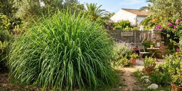 Citronela como barreira natural: cuidados para evitar encharcamento e manter o efeito repelente