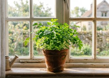 Cultivo de salsinha em vasos pequenos: dicas para manter a planta saudável em ambientes internos