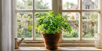 Cultivo de salsinha em vasos pequenos: dicas para manter a planta saudável em ambientes internos