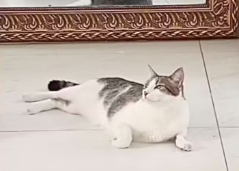 Monique Medeiros volta à prisão e busca manter o gato Hércules ao lado dela