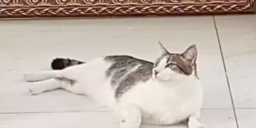 Monique Medeiros volta à prisão e busca manter o gato Hércules ao lado dela