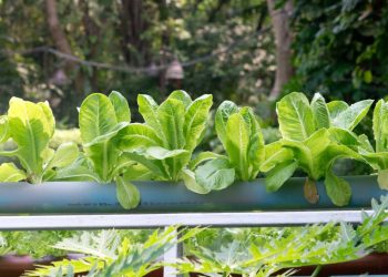 Horta hidropônica caseira: cultivo de temperos e hortaliças em espaços pequenos
