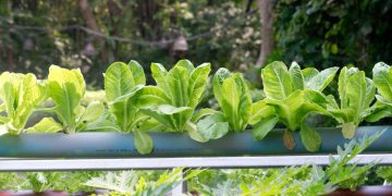 Horta hidropônica caseira: cultivo de temperos e hortaliças em espaços pequenos